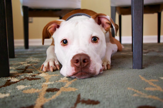Dog Enemies: Ticks, fleas & worms. Top 10 prevention & treatment tips 🐜
